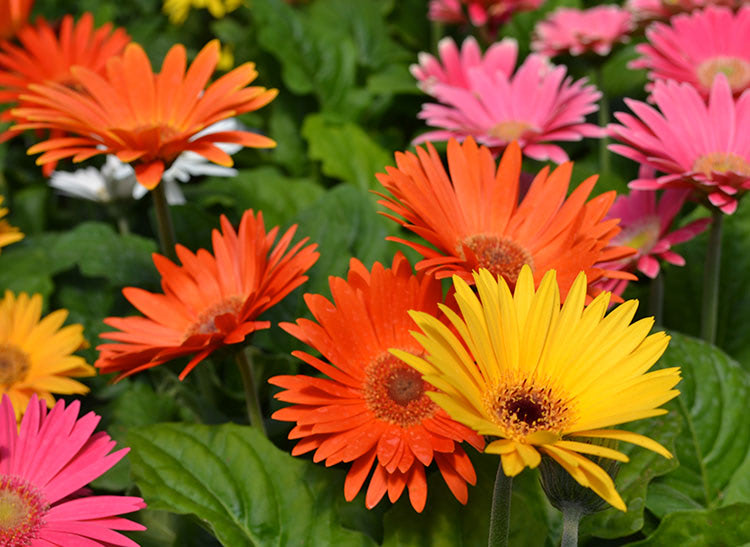 Brightly colored gerbera daisies, including yellow, orange, and pink, are blooming amongst green foliage in a garden.