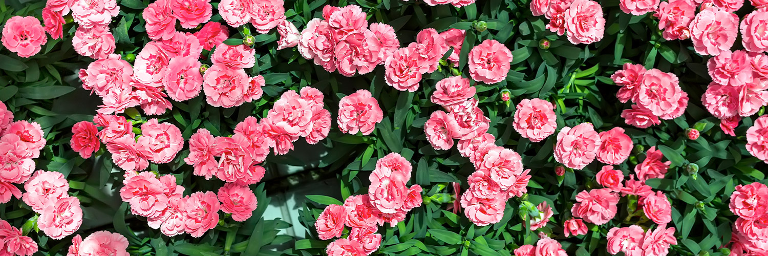 Bright pink carnations bloom vibrantly, clustered together amidst dense, dark green leaves in a well-lit garden, creating a lively and colorful floral display.