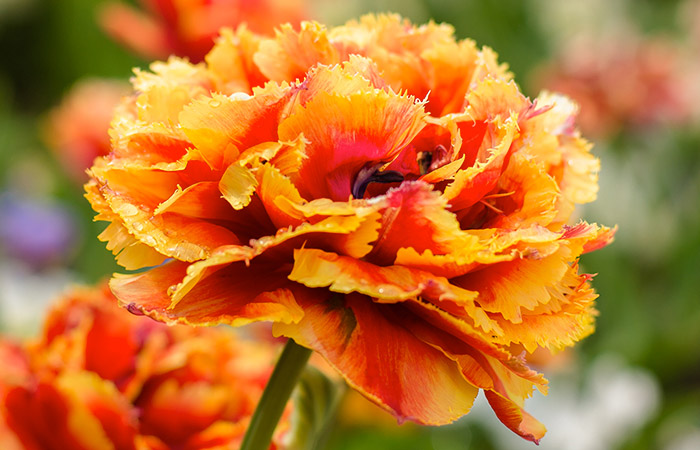 A vibrant, orange-tipped carnation bloom, fully opened, stands amidst a lush garden. Peeling petals reveal shades of red and yellow, contrasted against a blurred green and colorful floral background.