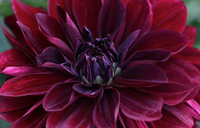 A deep red and purple flower in full bloom with layered petals, set against a blurred green background.