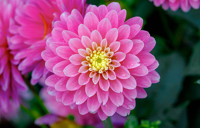 A pink dahlia flower blooms in close-up, displaying multilayered petals with a yellow center, surrounded by green foliage and additional pink blooms in a garden setting.