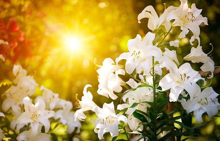 Framed around the glare of warm sunlight, a fully-bloomed easter lily cuts a handsome profile