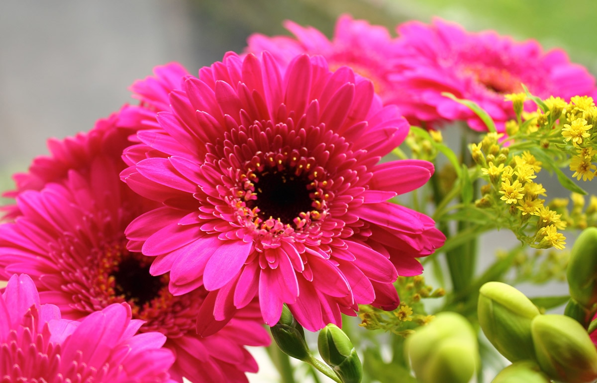 Bright pink gerbera daisies bloom vibrantly, set against a blurred, green and grey background.