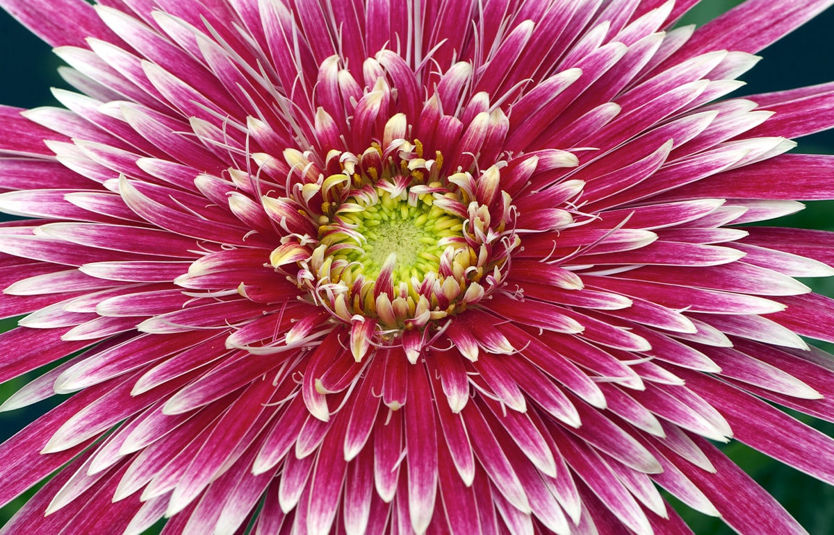 A vibrant pink gerbera daisy in full bloom, displaying numerous layered petals with white tips, centered by a green and yellow core. The flower is against a dark, blurred background.