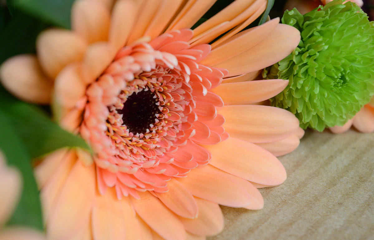 A peach-colored chrysanthemum with a dark center and multiple layers of petals rests on a wooden surface alongside green foliage.