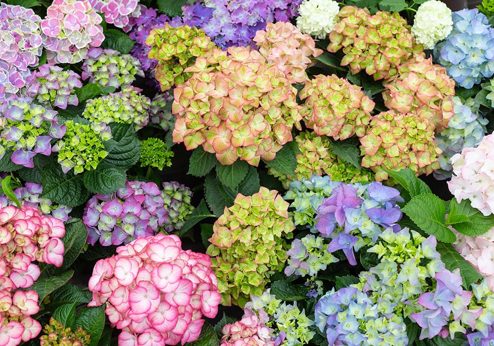 Hydrangeas come in many colors: here we see purple, green, pink and blue