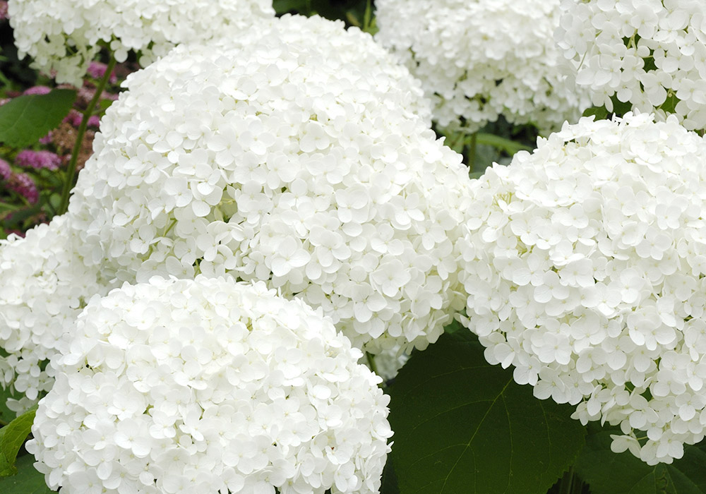 Large white hydrangea flower clusters bloom surrounded by green leaves, creating a lush garden scene.