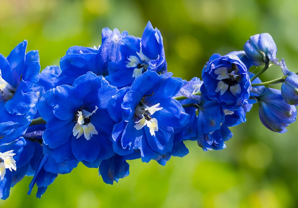 Photograph of blue lilies