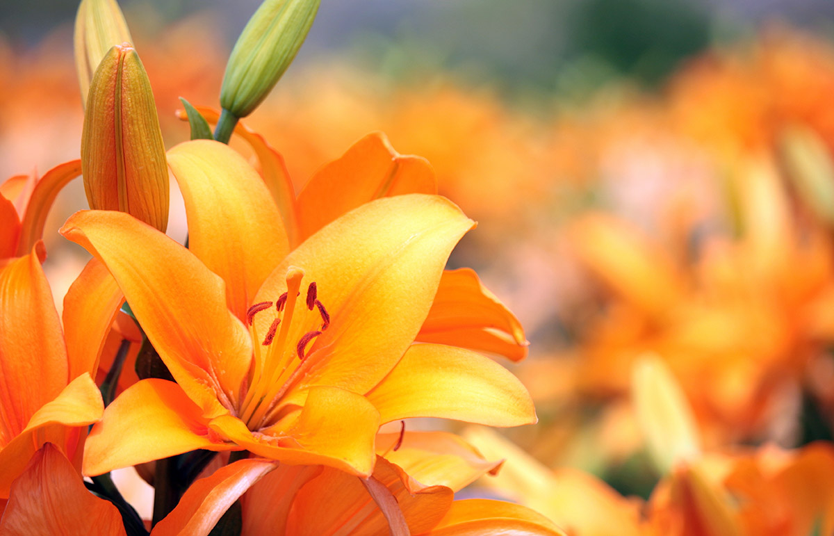 An orange lily in full bloom stands prominently amidst a blurred background of similar flowers, showcasing distinct petals and stamens.