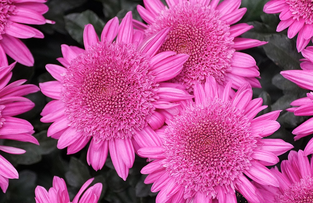 Bright pink chrysanthemums bloom amid dark green foliage, showcasing vibrant petals and densely packed centers.