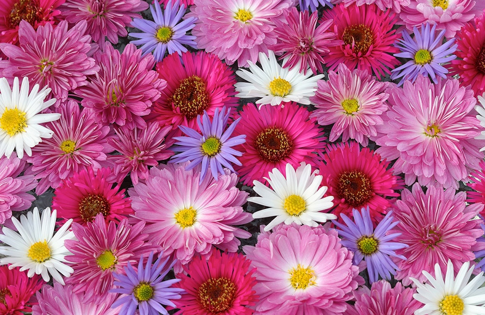 Colorful daisies and chrysanthemums interwoven, displaying vibrant pink, white, red, and purple hues, create a dense, visually stimulating floral pattern