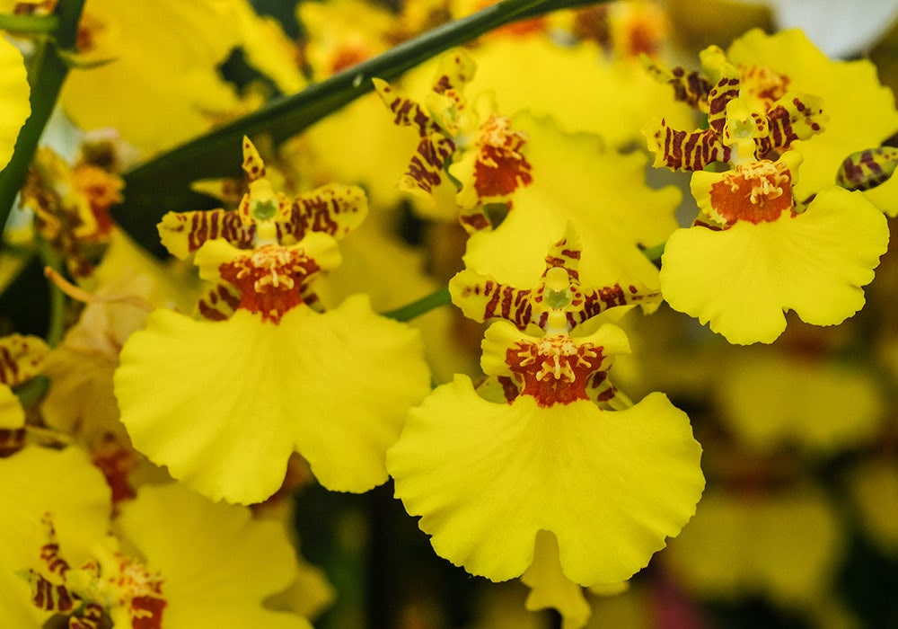 Photograph of a oncidium orchid