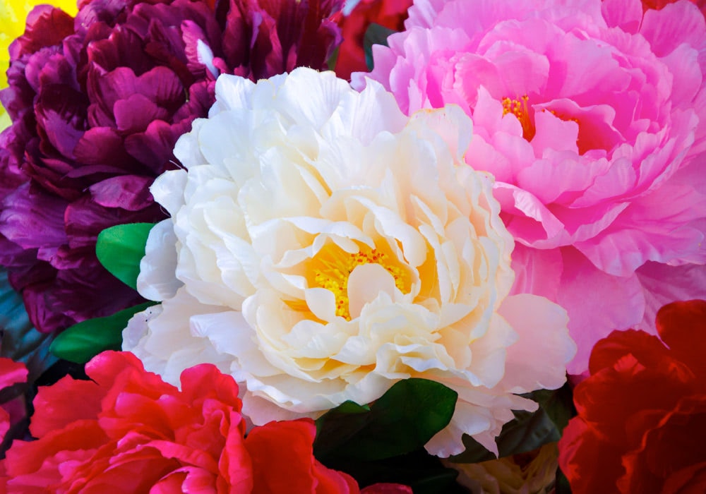 A lush collection of multi-colored peonies in the wild