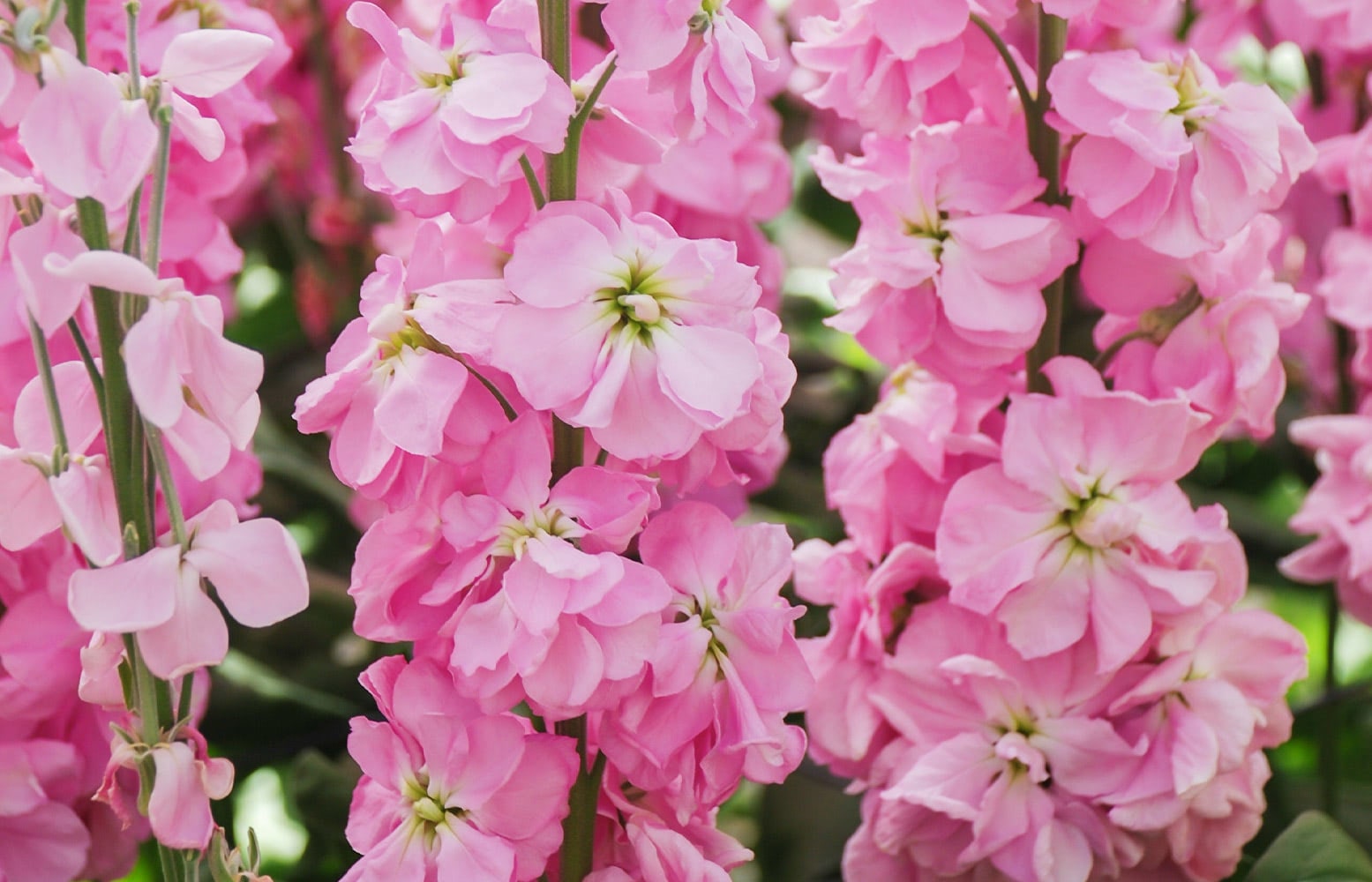 Pink flowers bloom in clusters on tall green stems, surrounded by more blossoming stalks in a garden setting.