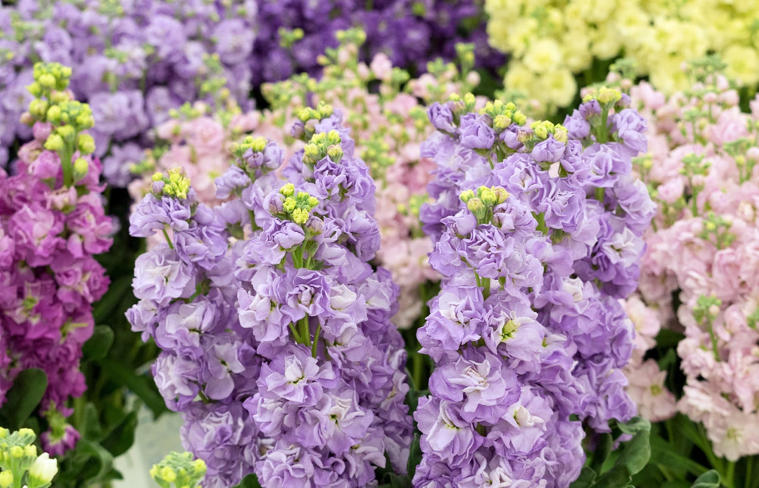 Clusters of vibrant, ruffled, purple, pink, and yellow stock flowers bloom amidst lush green foliage in a garden setting, creating a colorful and lively floral display.