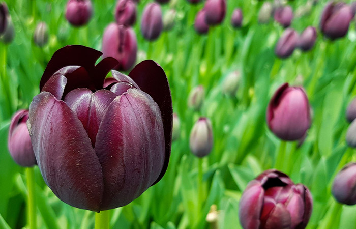 A close-up of a dark purple tulip blooming amidst a field filled with similar tulips in various stages of bloom, set against a backdrop of green leaves.