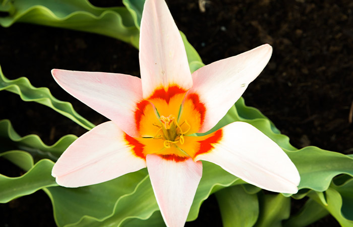 A light pink flower with orange and yellow center blooms amidst vibrant green leaves on dark soil background.