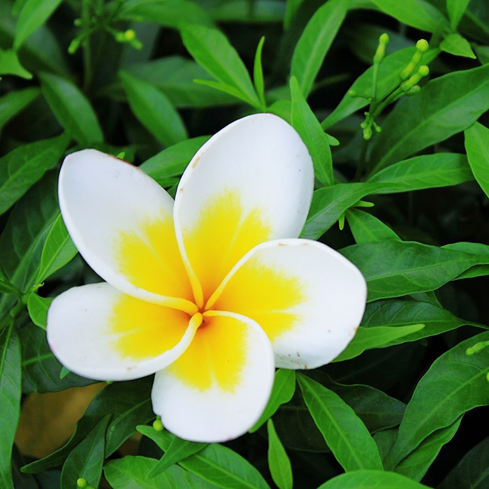 A sprouting flower with bright, colorful petals