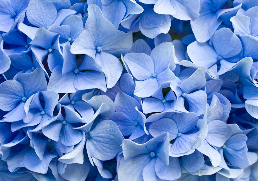 Numerous light blue hydrangea flowers cluster closely together, creating a dense and vibrant floral display. The delicate petals form a visually pleasing, textured pattern in a natural, outdoor setting.