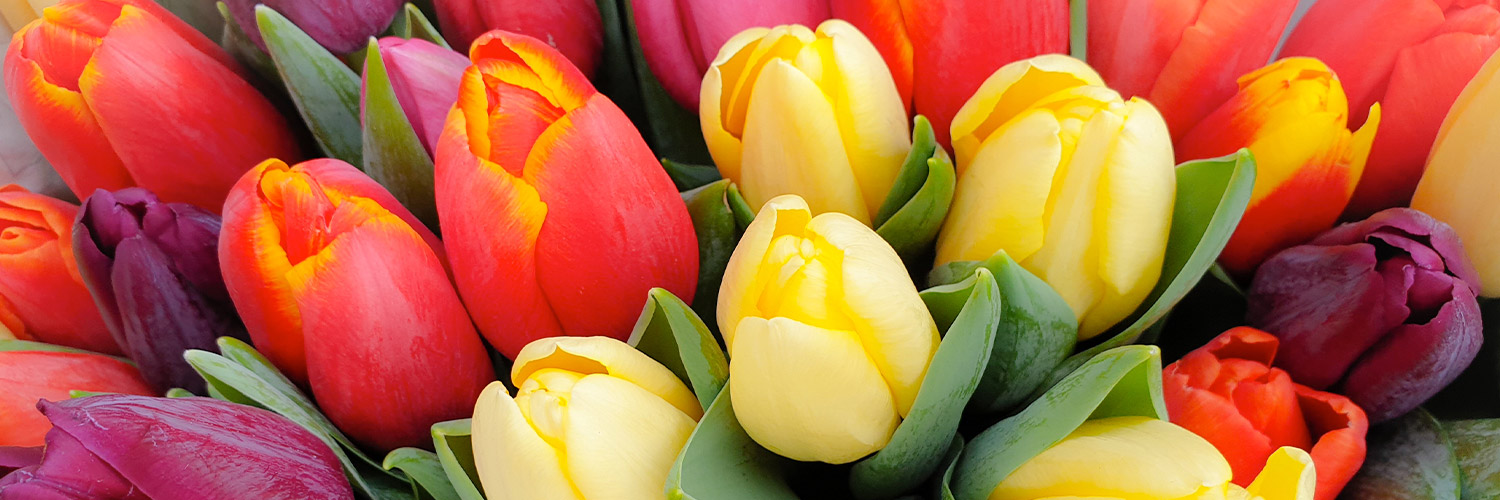 A vibrant bouquet of tulips showcases vivid red, yellow, purple, and orange blooms with green leaves, arranged closely together, highlighting their colorful petals in a natural, tightly-packed display.