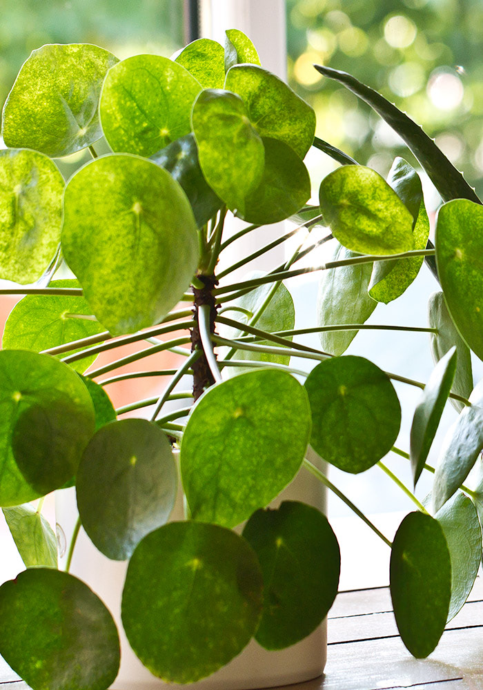 Bright green leaves spill from a wall-mounted planter