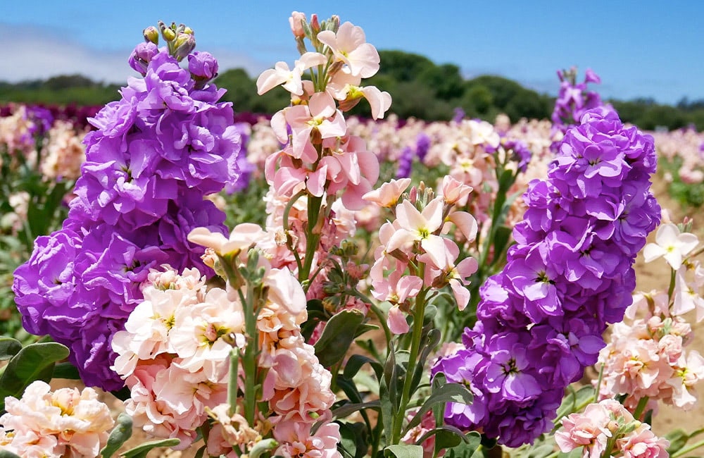 Bright pink and purple flowers bloom in a vast field under a clear blue sky, with green foliage scattered among them, creating a vibrant and colorful landscape.