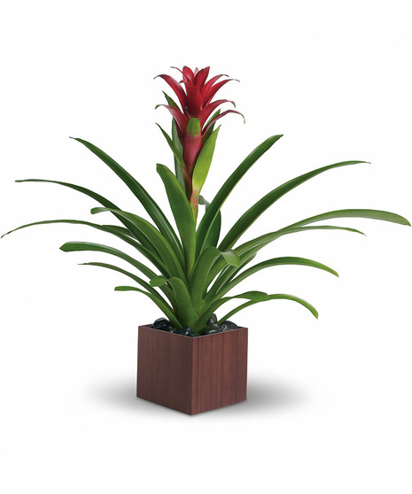 Bromeliad Beauty