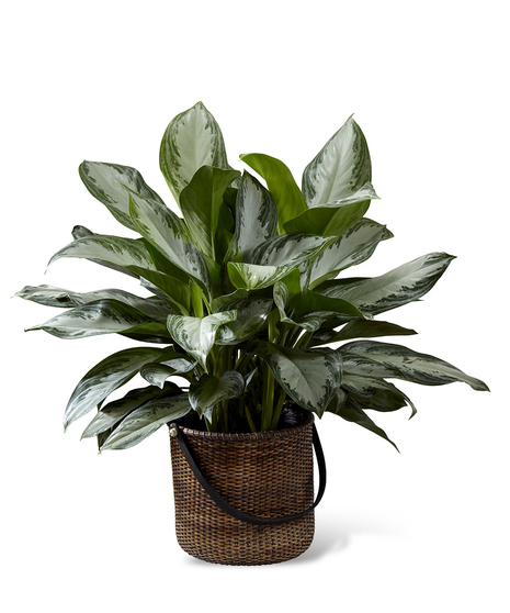 Chinese Evergreen