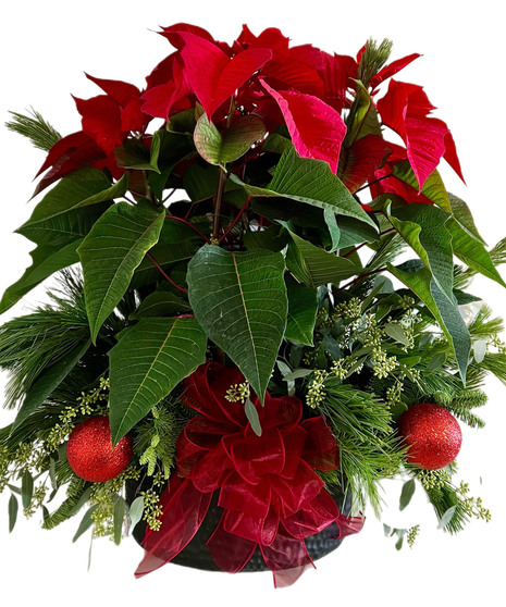 Fancy Poinsettia