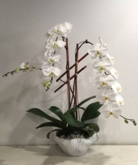 Cascading Orchid Plant